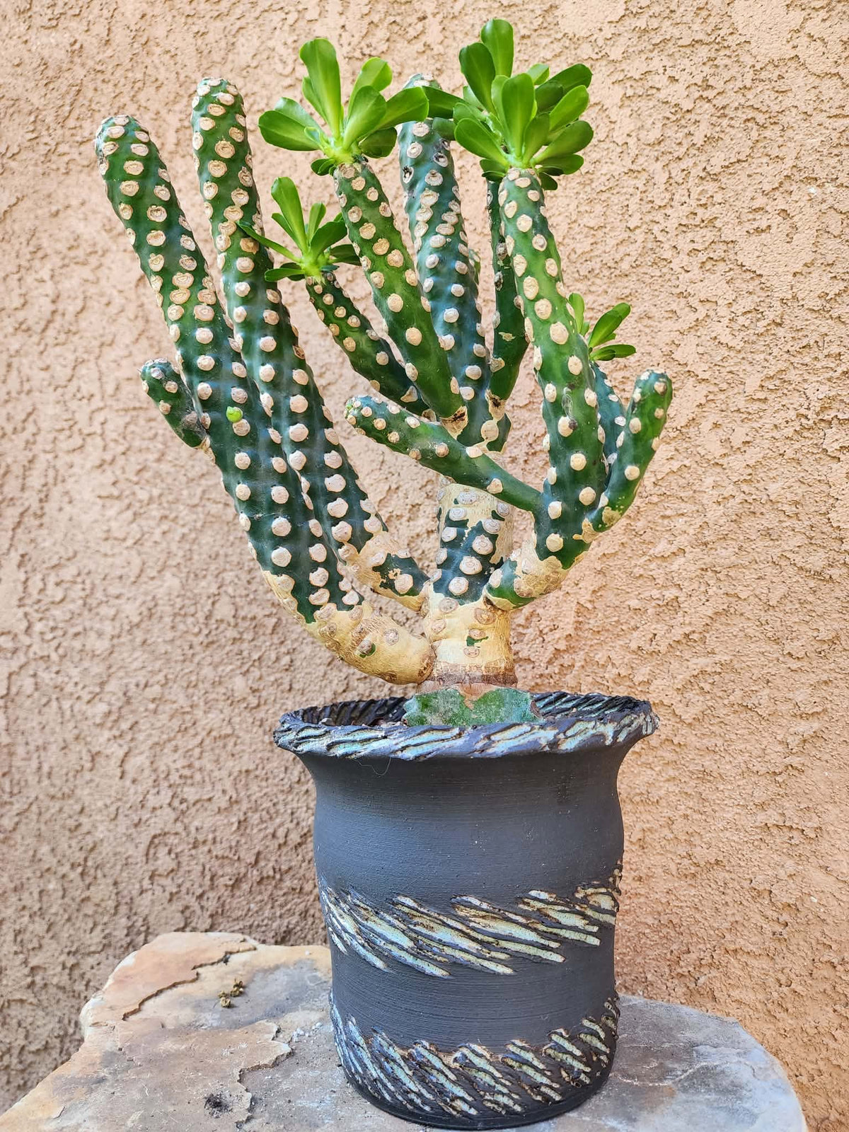Euphorbia royleana f. inermis