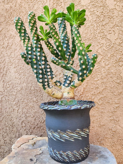 Euphorbia royleana f. inermis