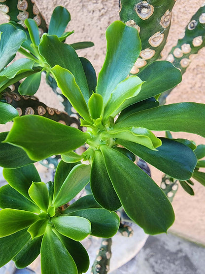 Euphorbia royleana f. inermis