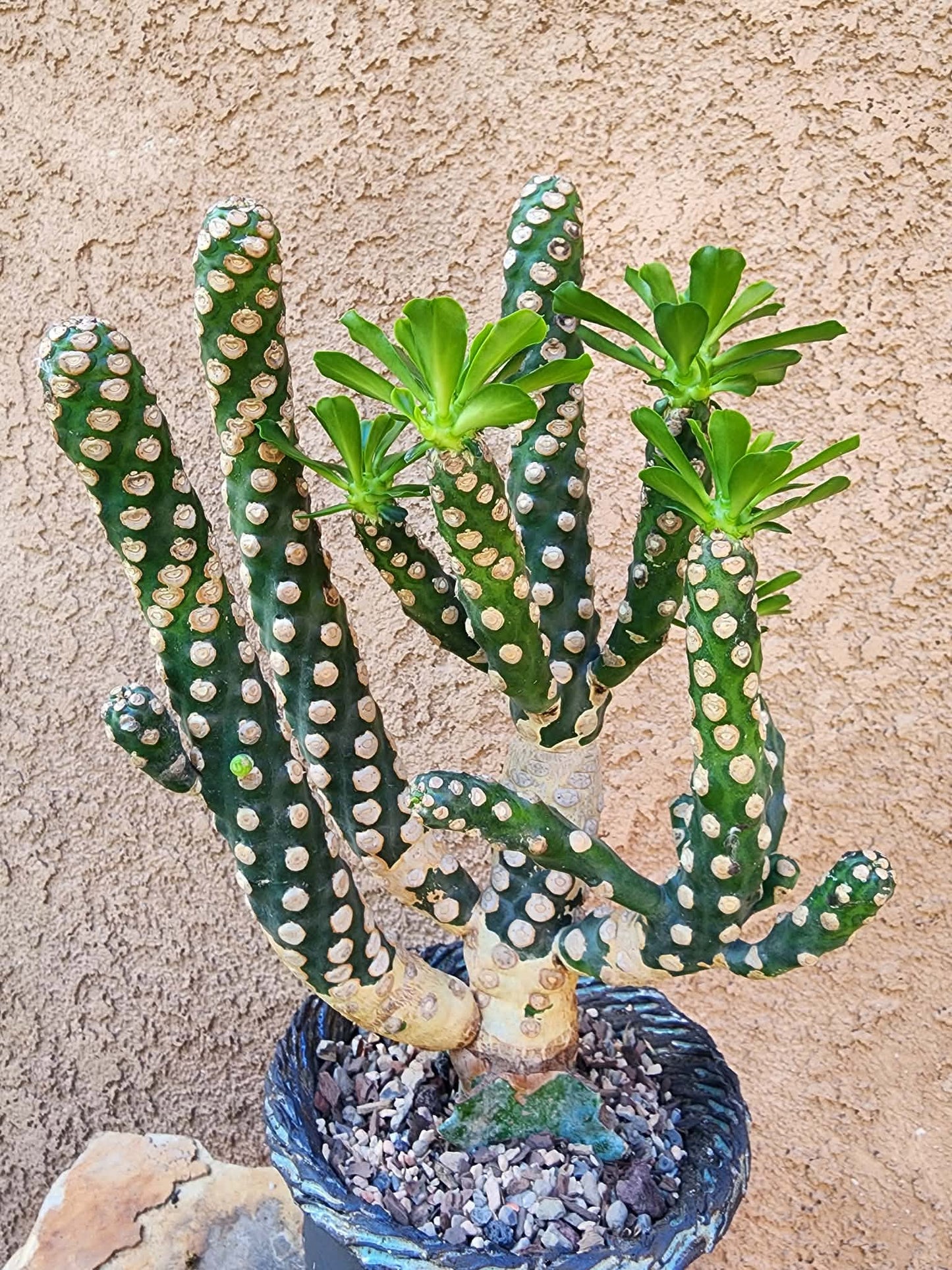 Euphorbia royleana f. inermis