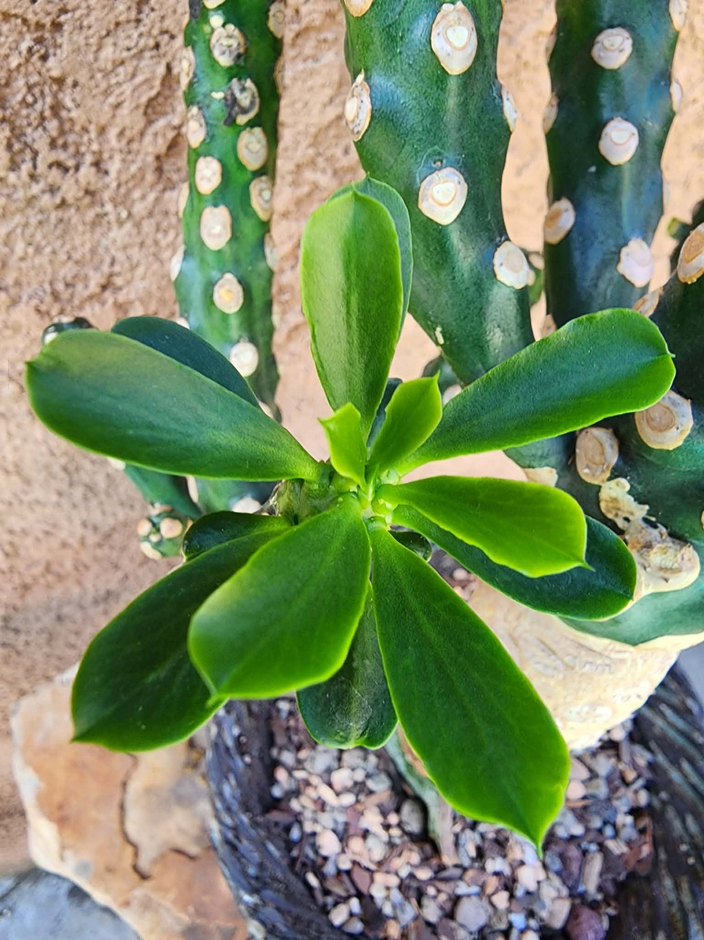 Euphorbia royleana f. inermis