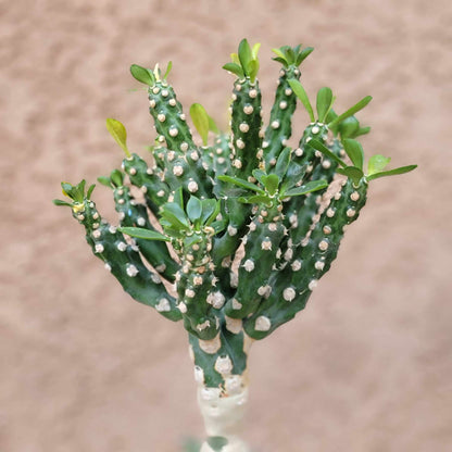 Euphorbia royleana f. inermis