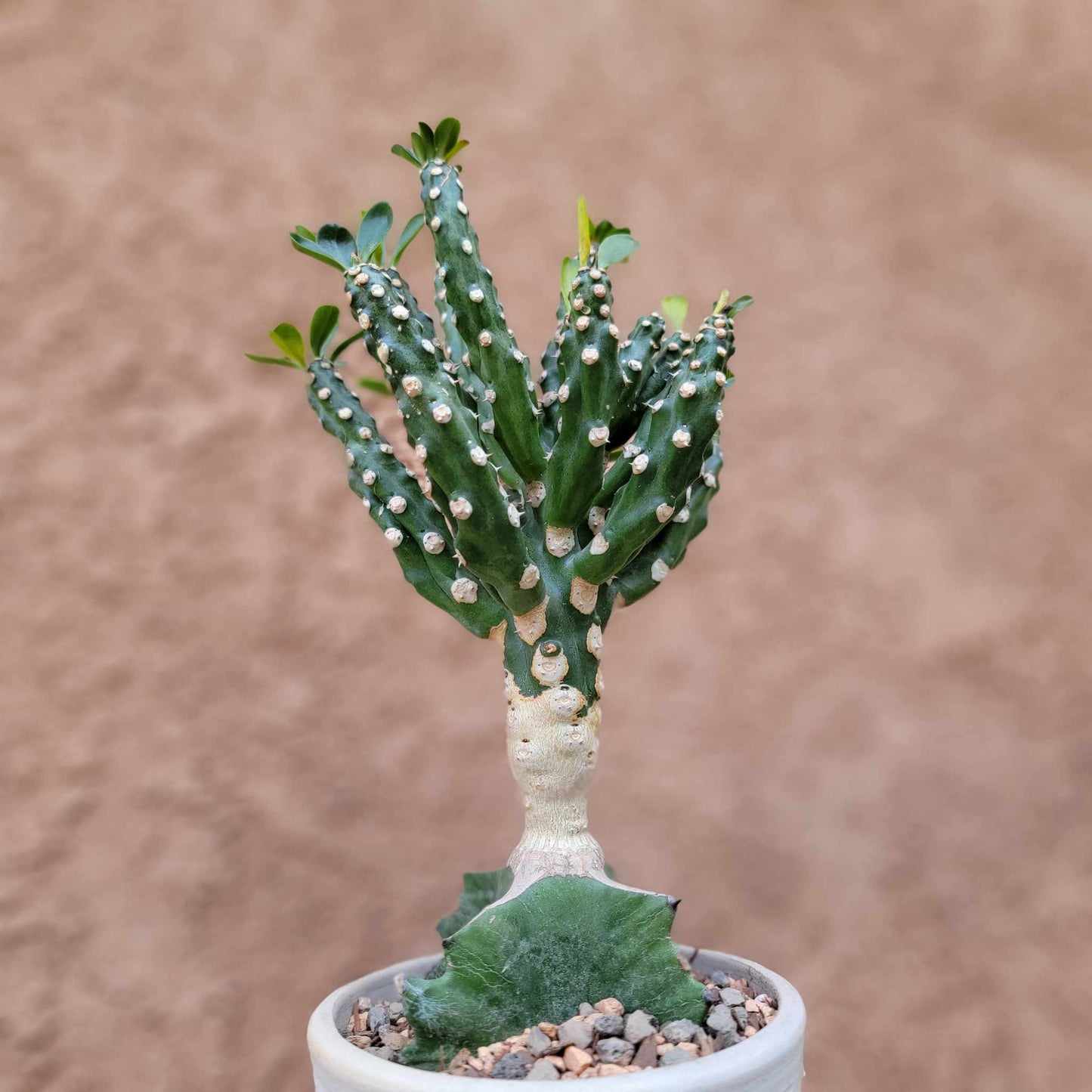 Euphorbia royleana f. inermis