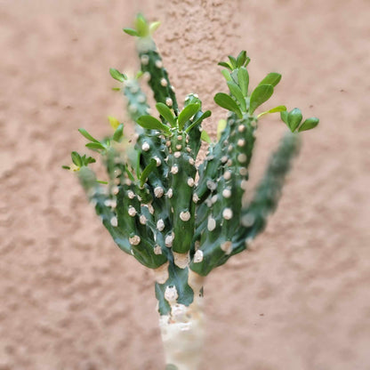 Euphorbia royleana f. inermis