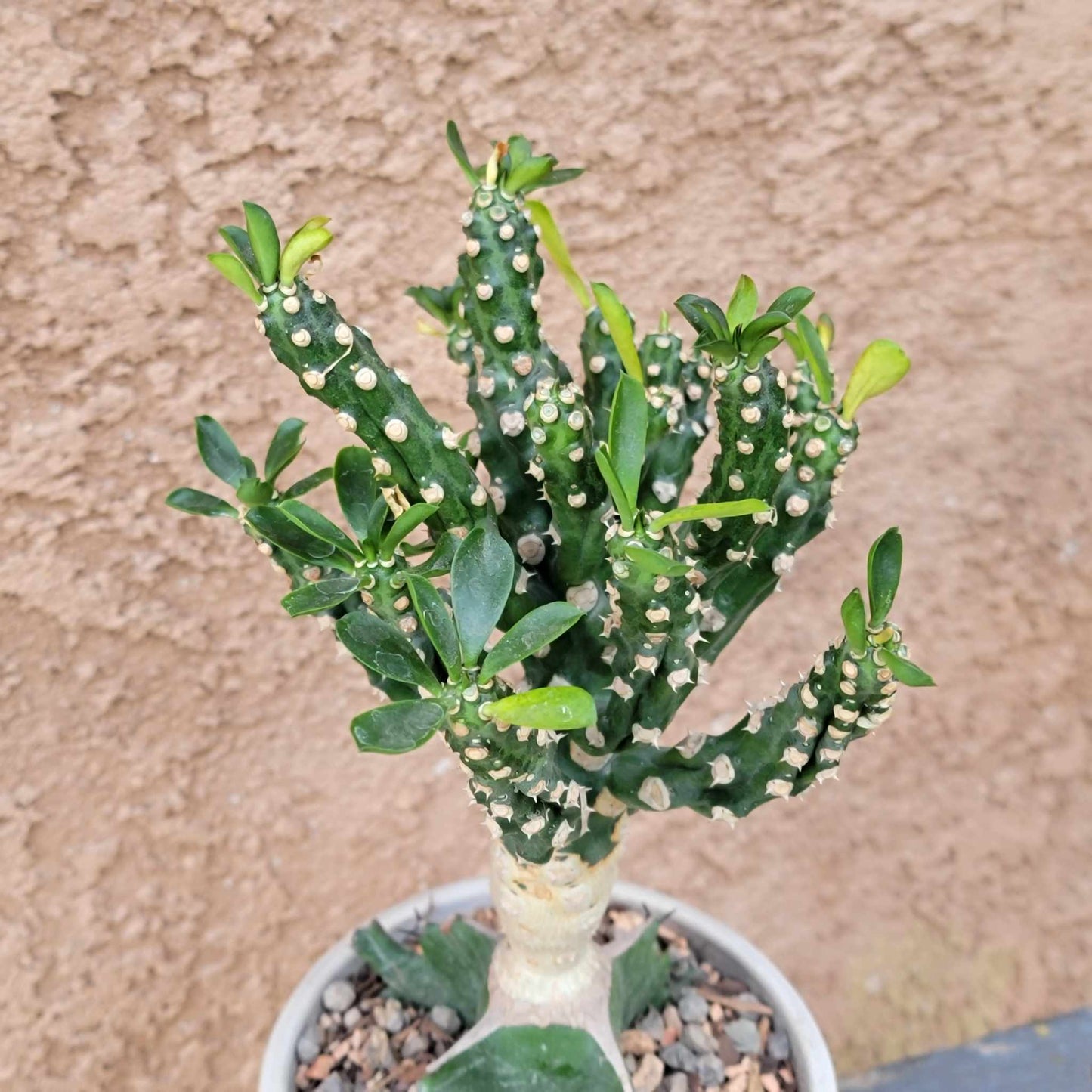 Euphorbia royleana f. inermis