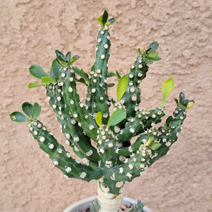 Euphorbia royleana f. inermis