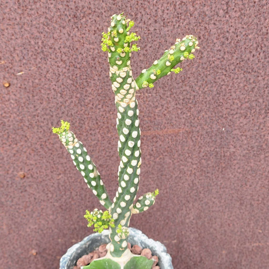 Euphorbia royleana f. inermis hybrid