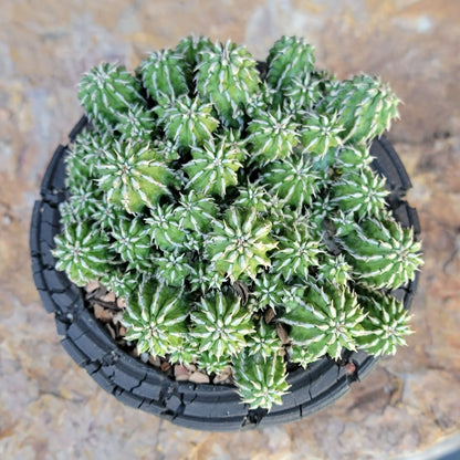 Euphorbia sepulta
