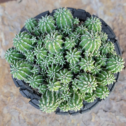 Euphorbia sepulta