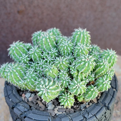 Euphorbia sepulta