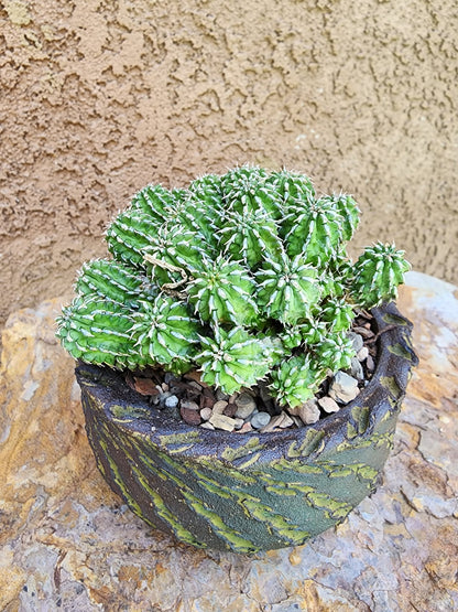 Euphorbia sepulta