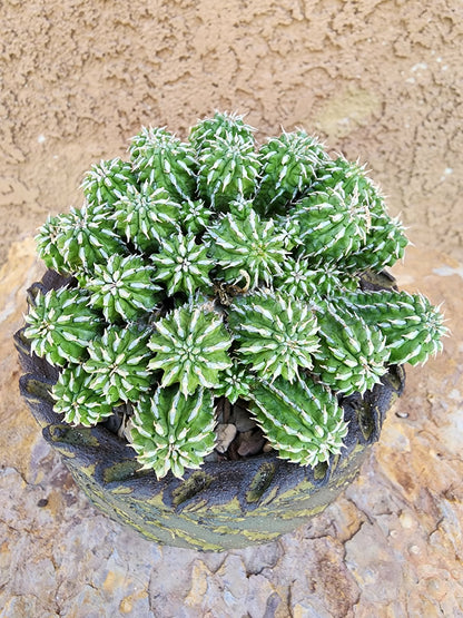 Euphorbia sepulta