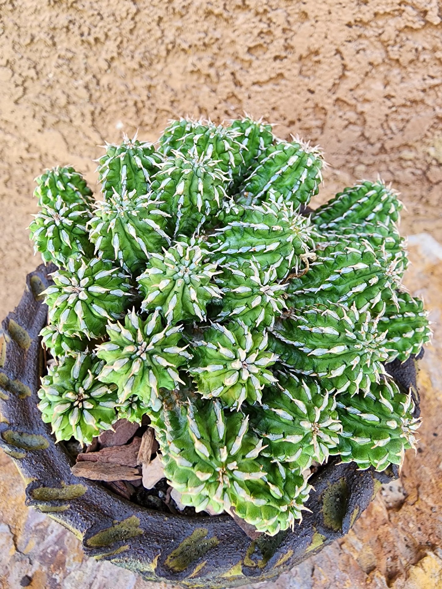 Euphorbia sepulta