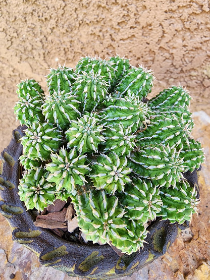 Euphorbia sepulta