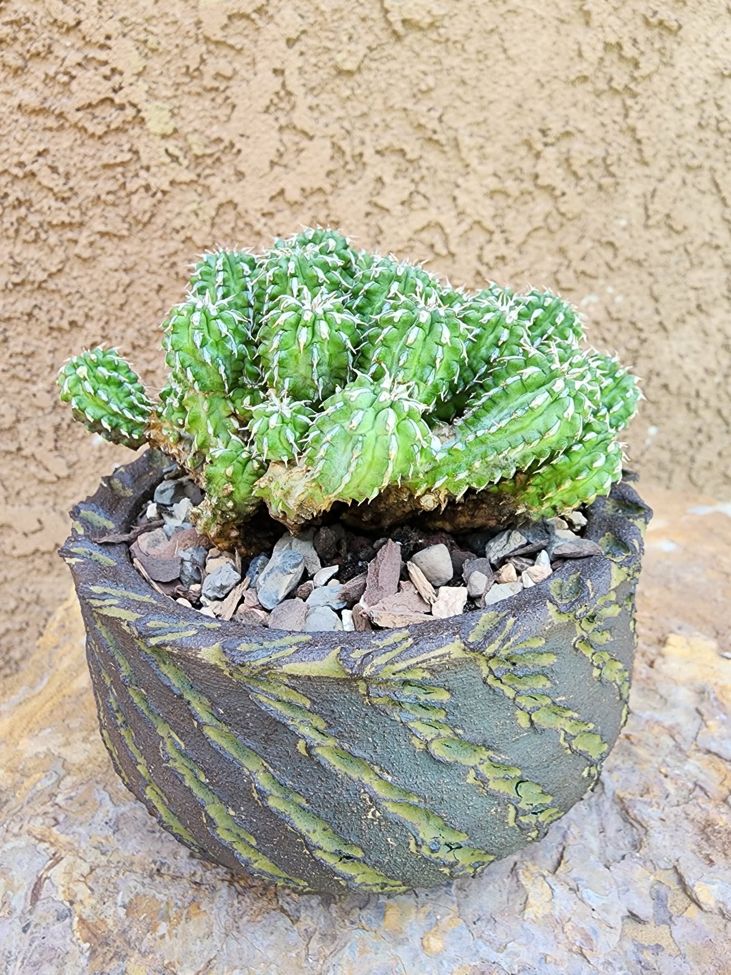 Euphorbia sepulta