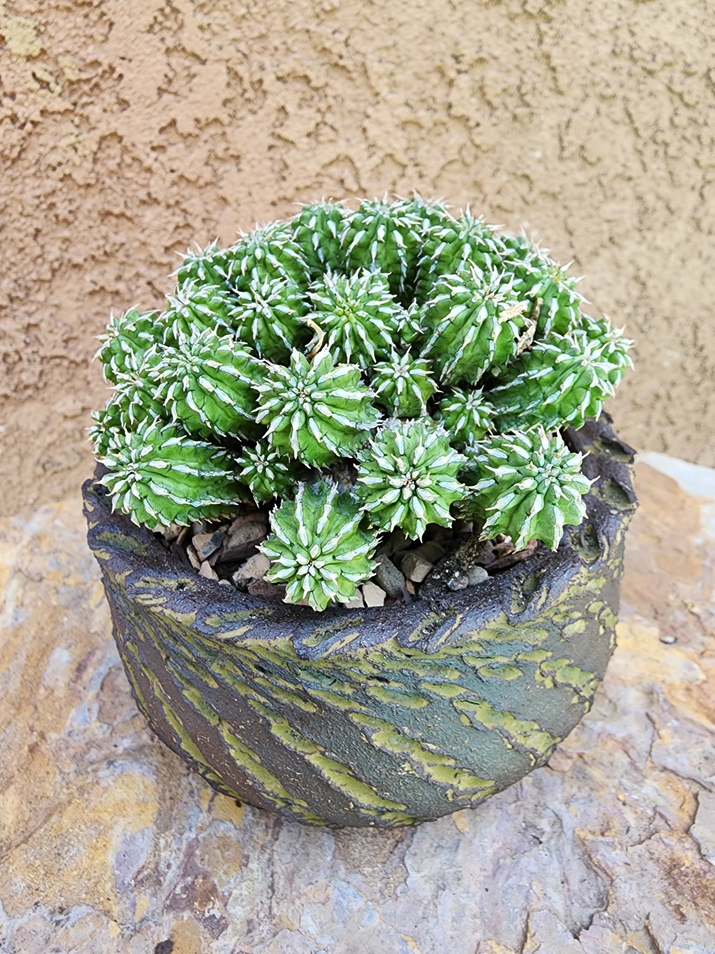 Euphorbia sepulta