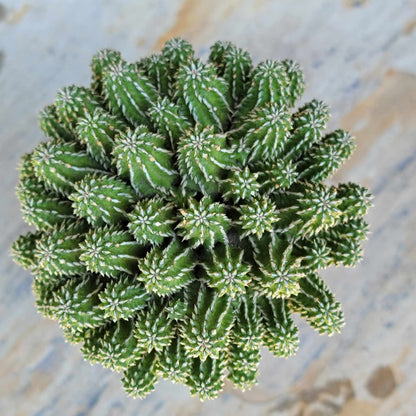 Euphorbia sepulta