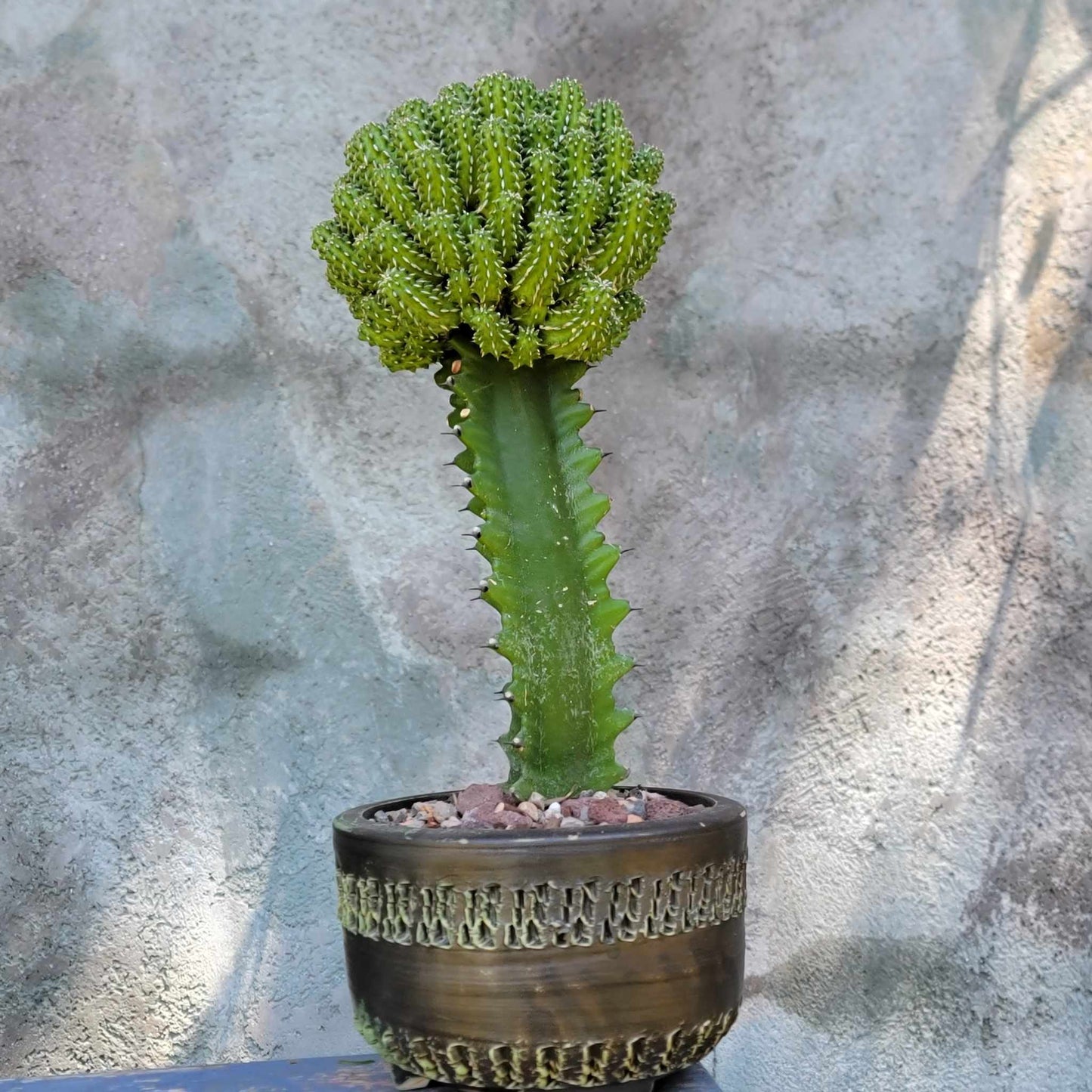 Euphorbia sepulta