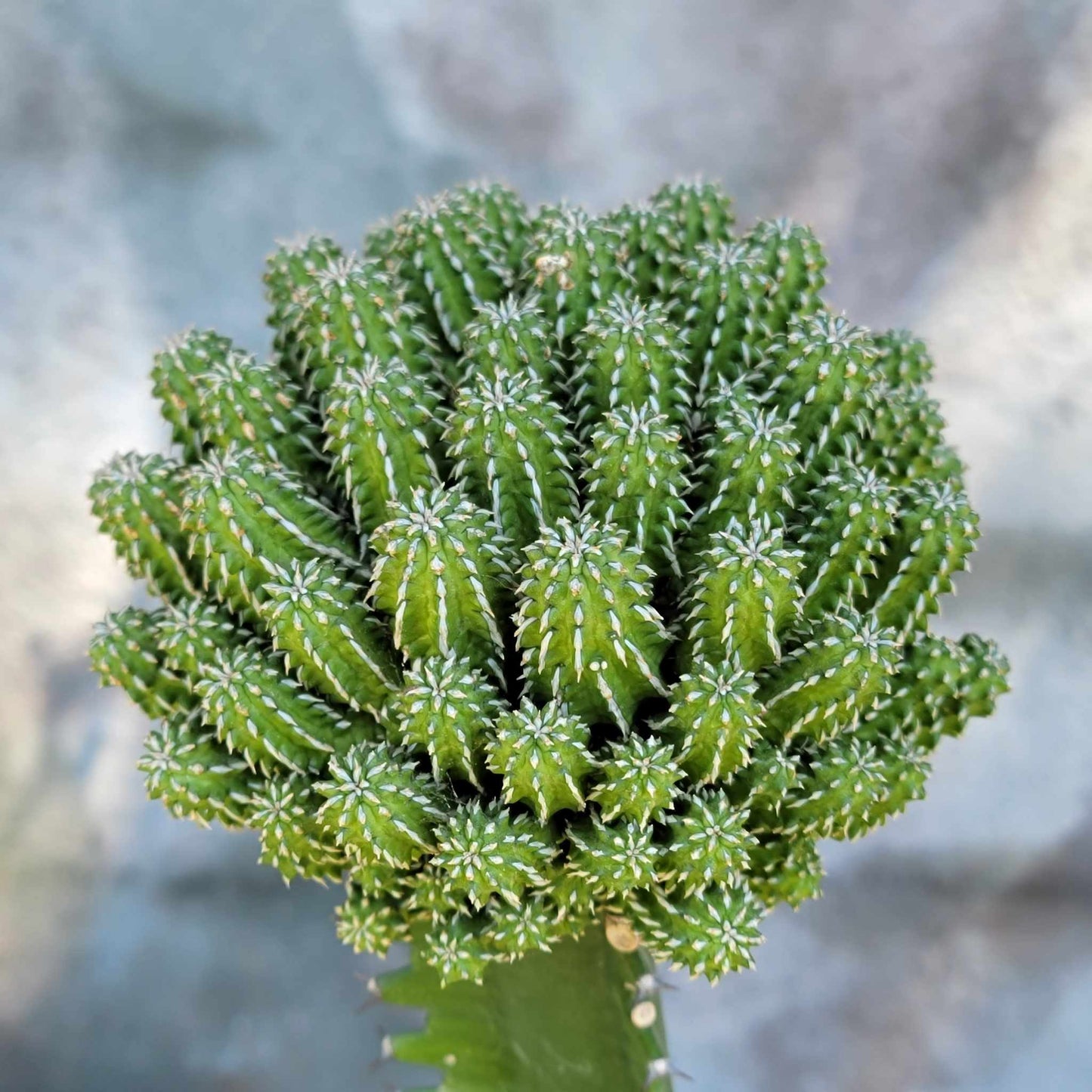 Euphorbia sepulta