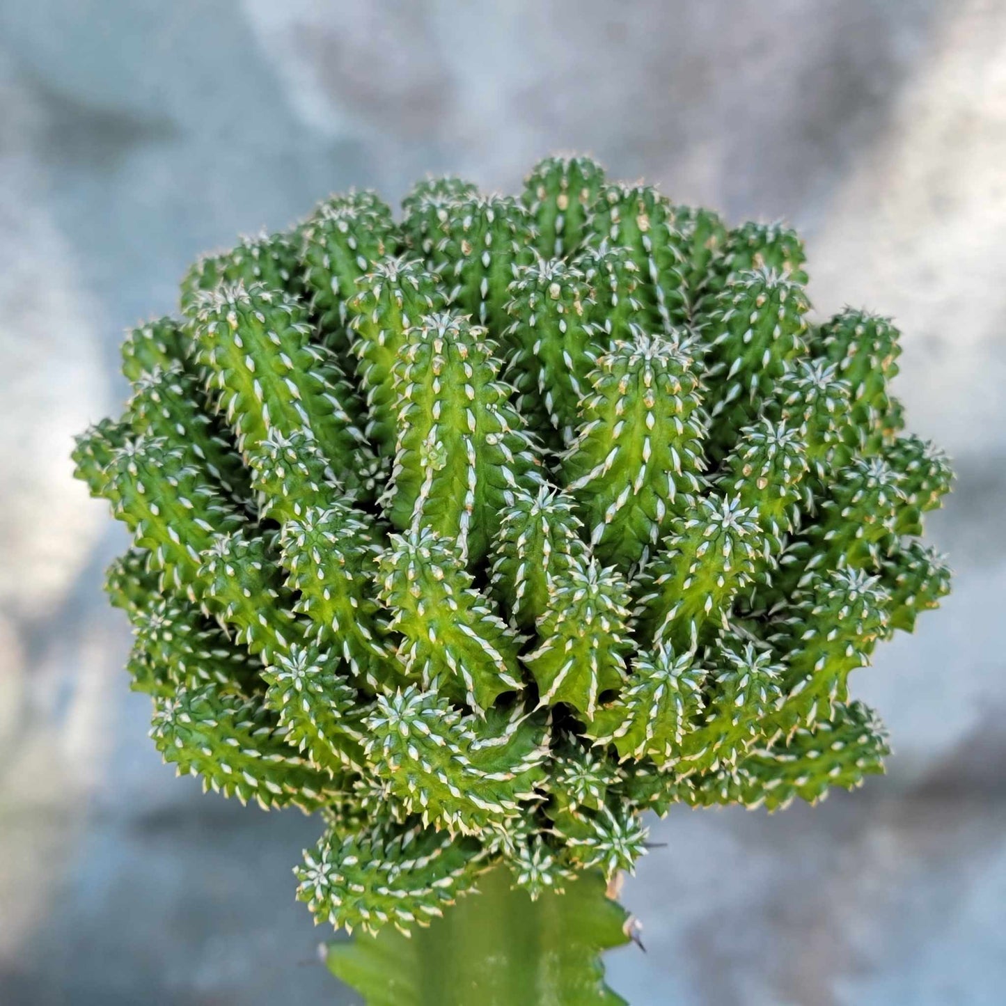 Euphorbia sepulta