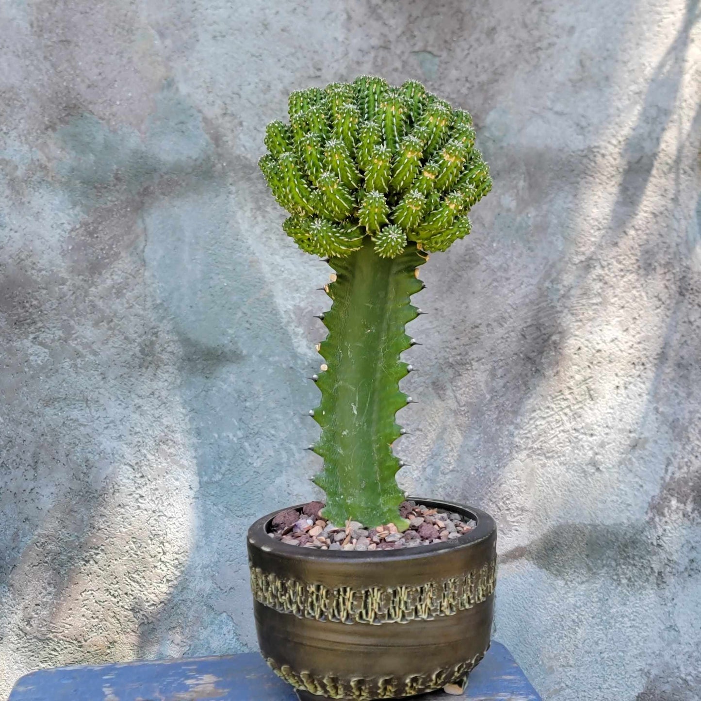 Euphorbia sepulta