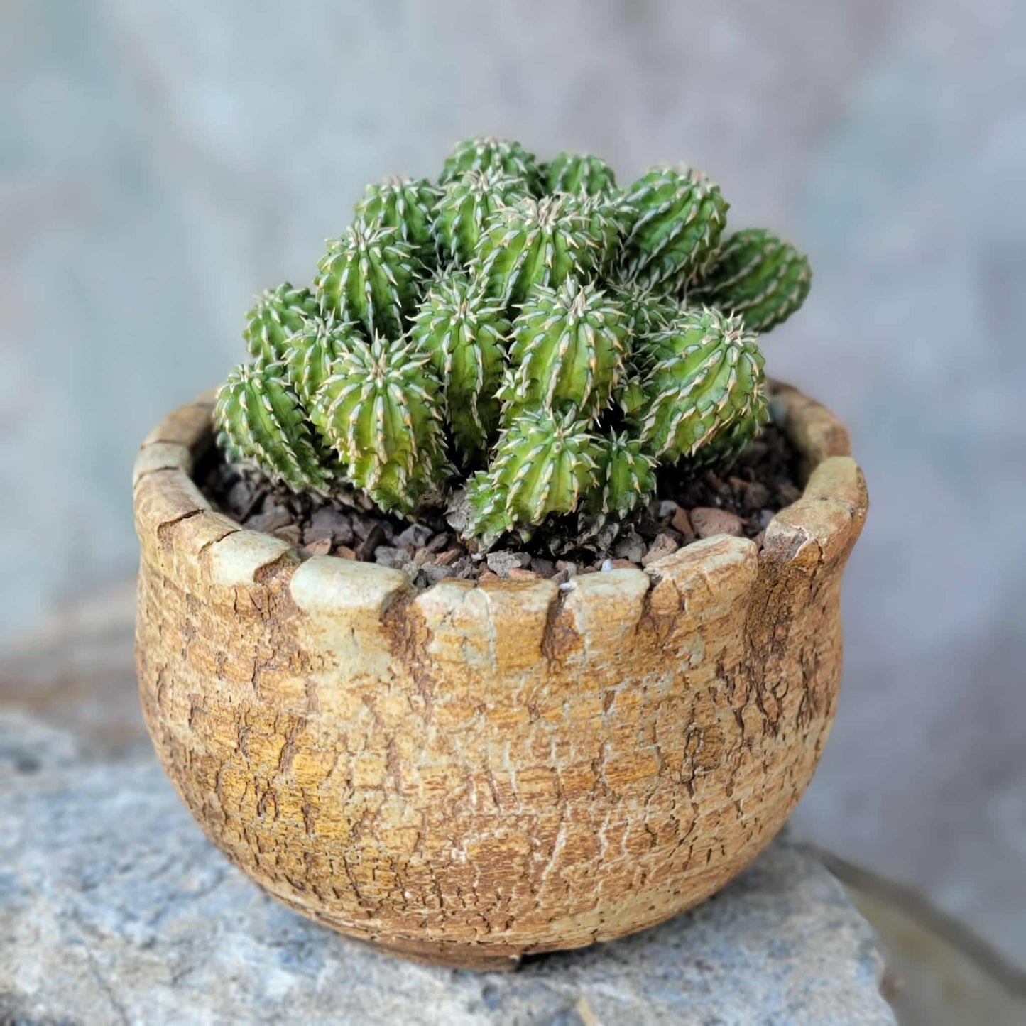 Euphorbia sepulta
