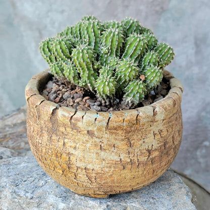 Euphorbia sepulta