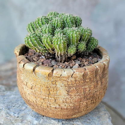 Euphorbia sepulta