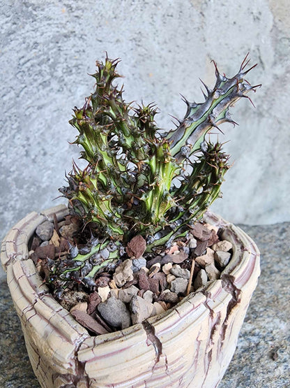 Euphorbia sp. nova Somalia hordio