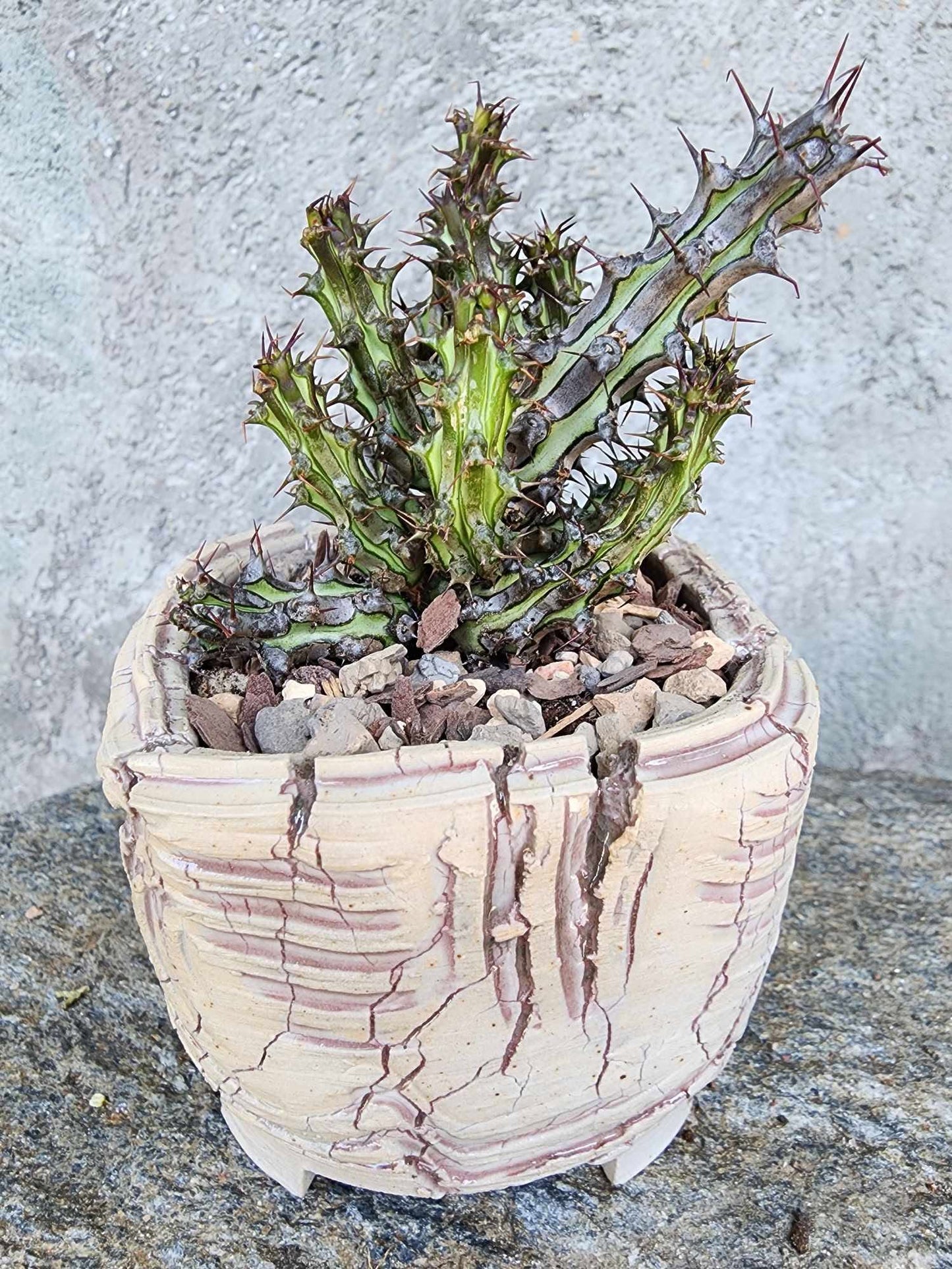 Euphorbia sp. nova Somalia hordio