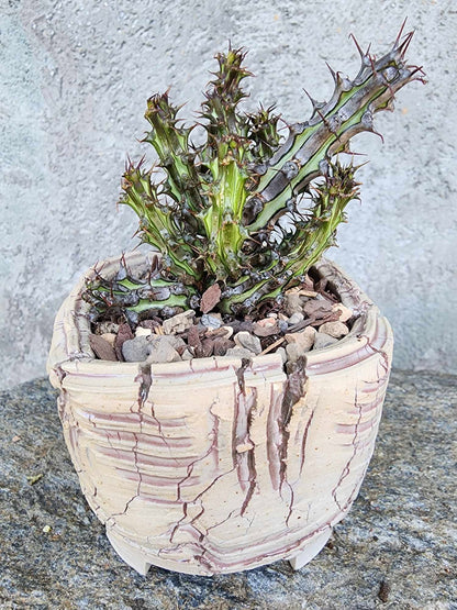 Euphorbia sp. nova Somalia hordio