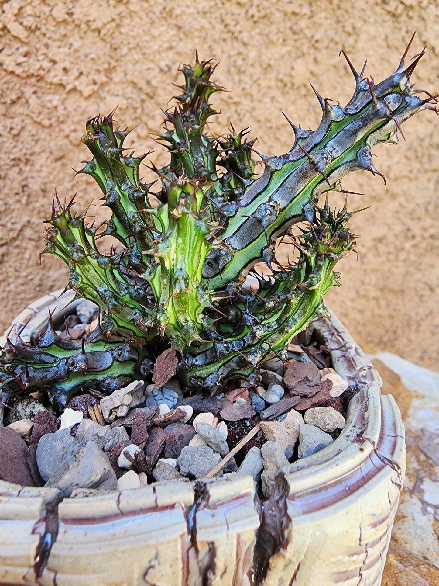 Euphorbia sp. nova Somalia hordio