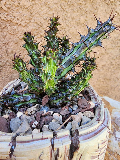 Euphorbia sp. nova Somalia hordio