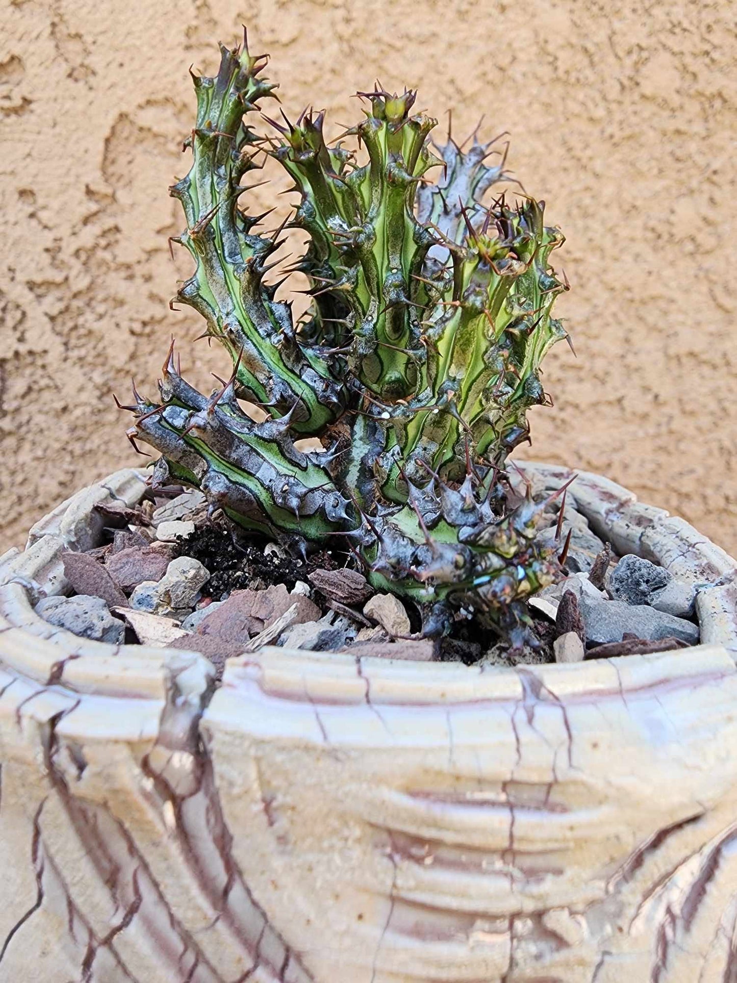 Euphorbia sp. nova Somalia hordio