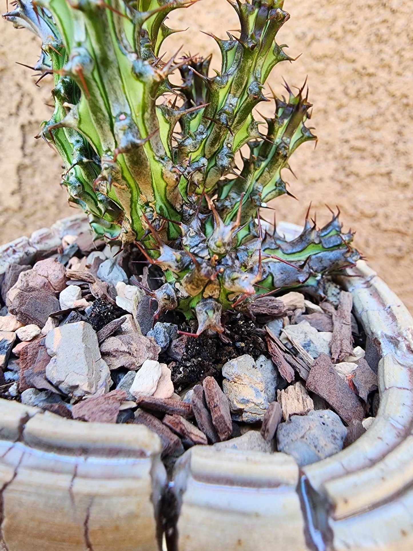 Euphorbia sp. nova Somalia hordio