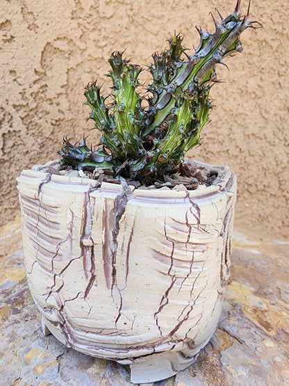 Euphorbia sp. nova Somalia hordio