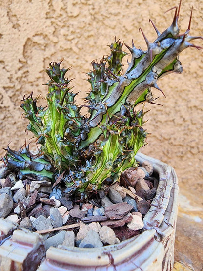 Euphorbia sp. nova Somalia hordio