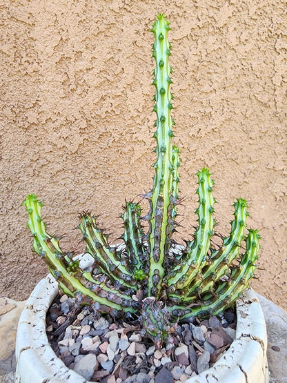 Euphorbia sp. nova Somalia hordio