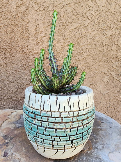 Euphorbia sp. nova Somalia hordio