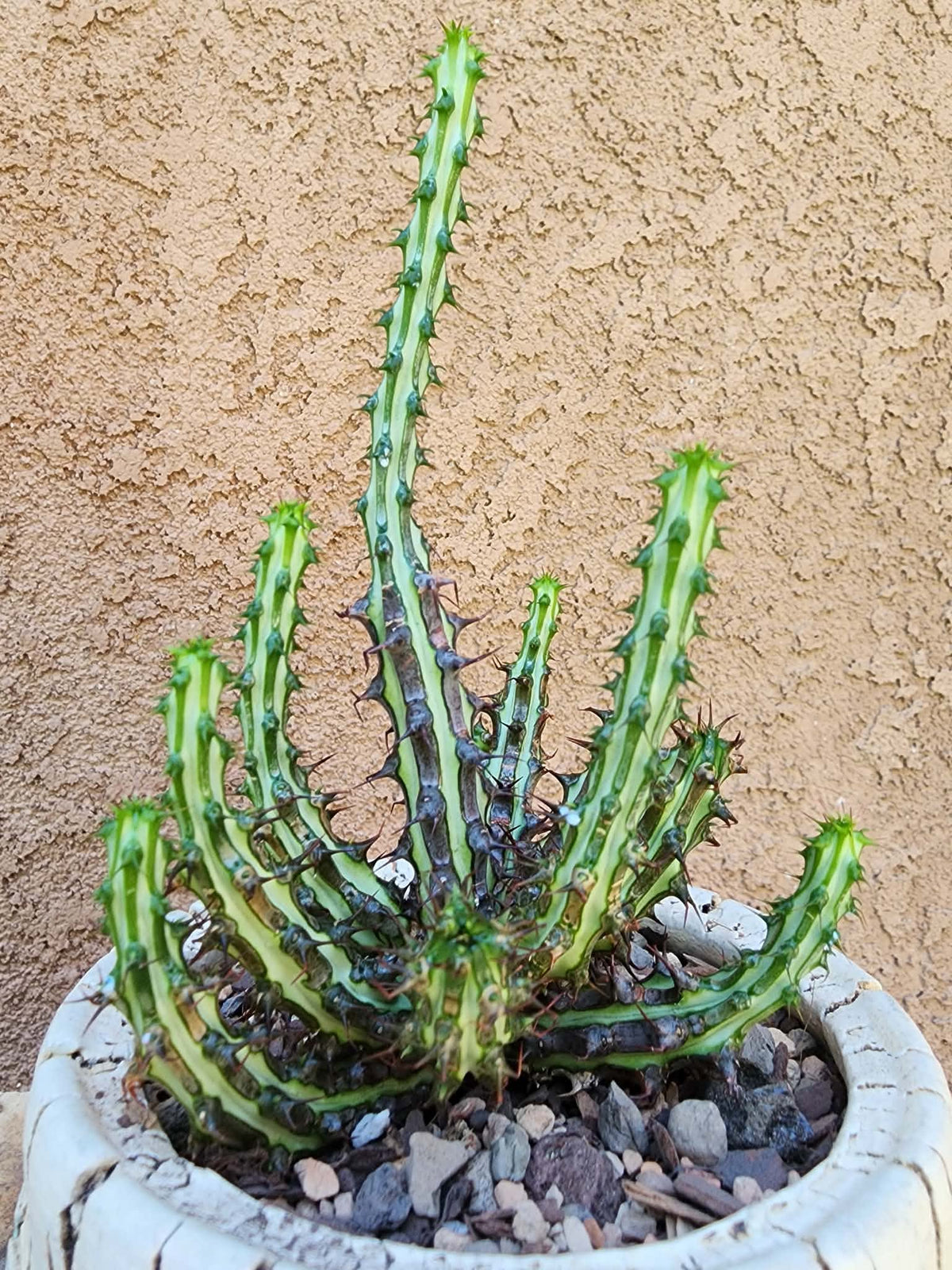 Euphorbia sp. nova Somalia hordio