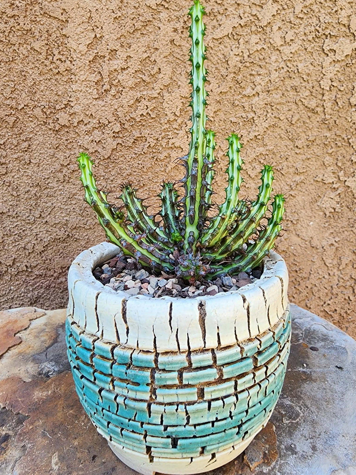 Euphorbia sp. nova Somalia hordio