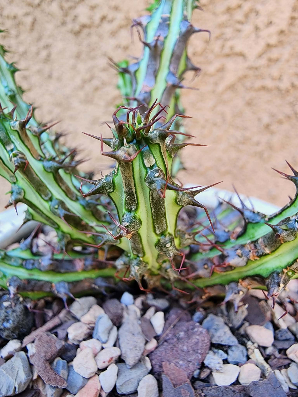 Euphorbia sp. nova Somalia hordio