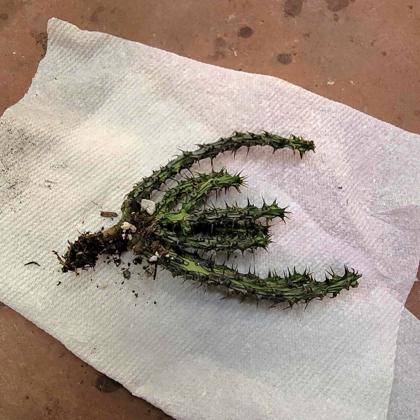 Euphorbia sp. nova Somalia hordio