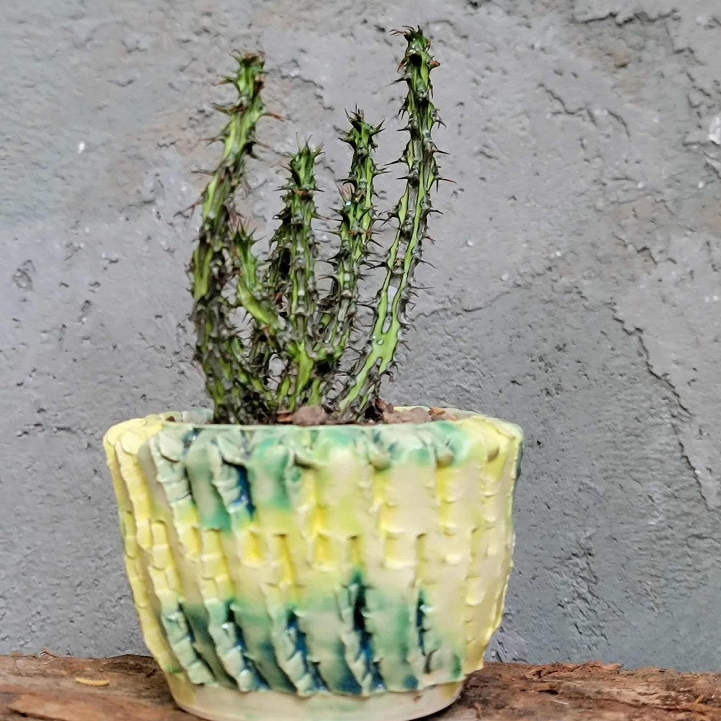 Euphorbia sp. nova Somalia hordio