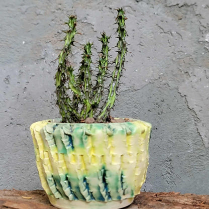 Euphorbia sp. nova Somalia hordio