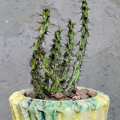 Euphorbia sp. nova Somalia hordio