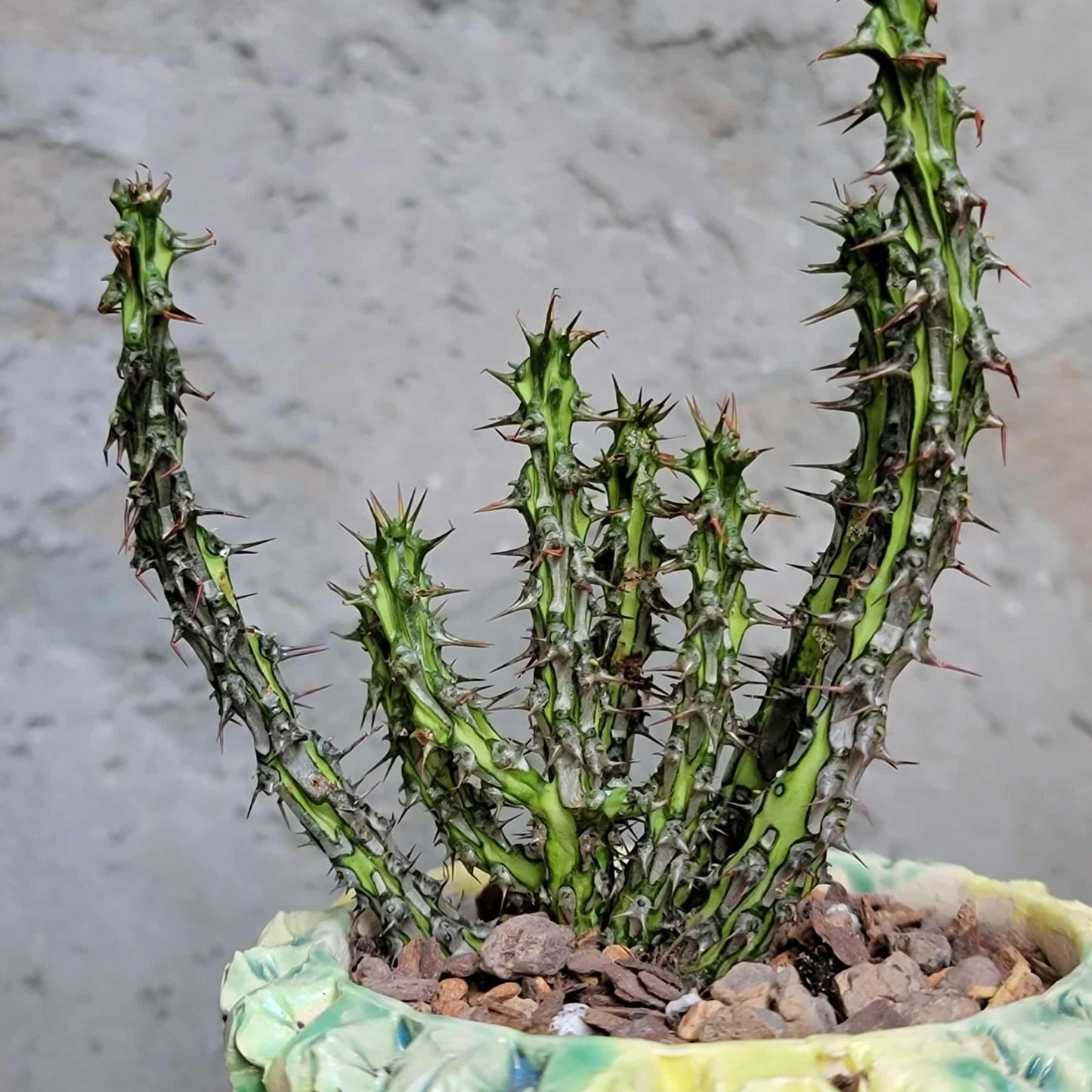 Euphorbia sp. nova Somalia hordio