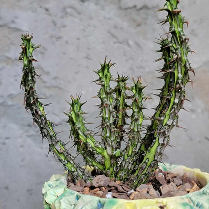 Euphorbia sp. nova Somalia hordio