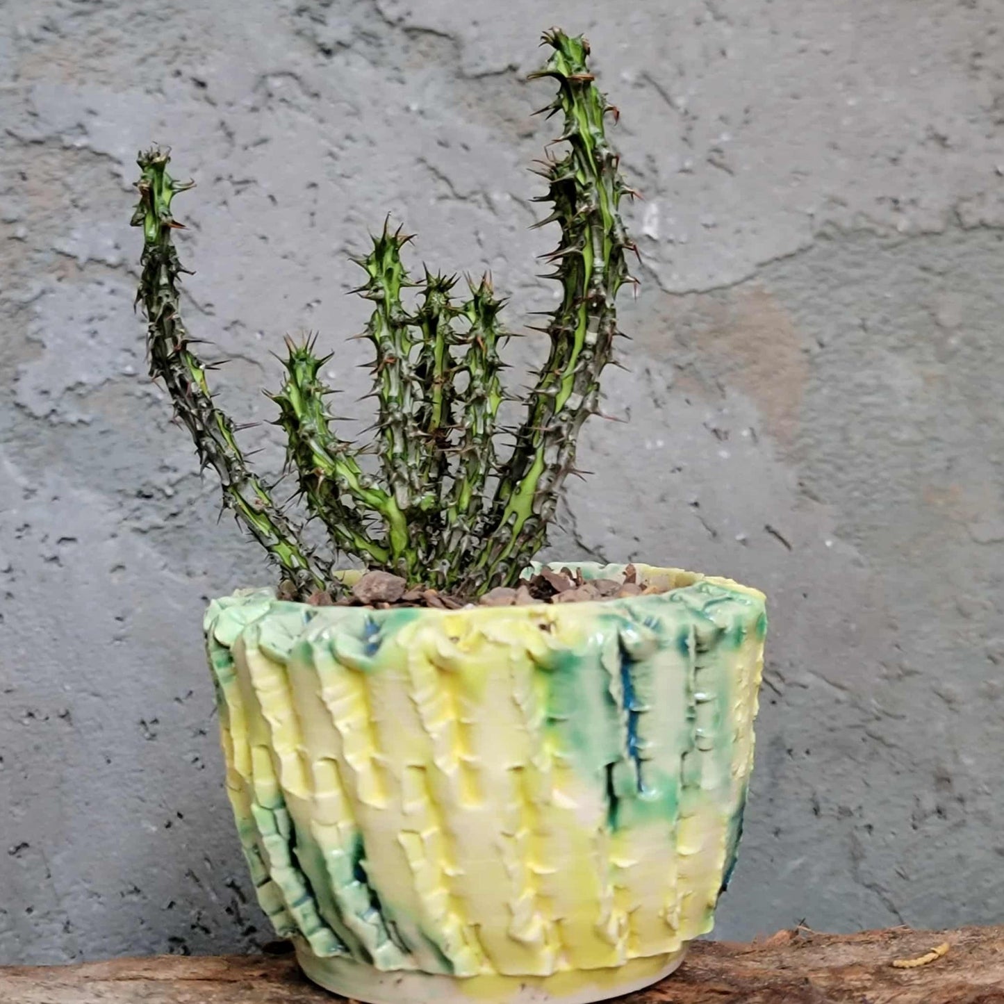 Euphorbia sp. nova Somalia hordio