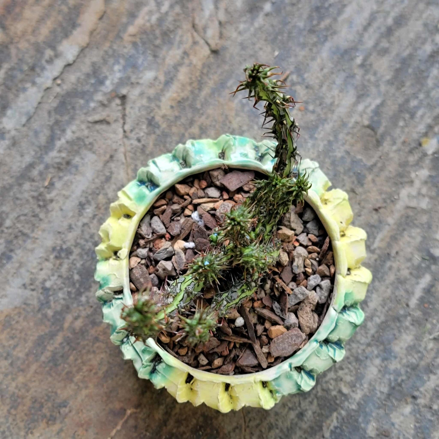 Euphorbia sp. nova Somalia hordio